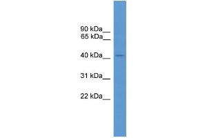 WB Suggested Anti-ARR3 Antibody Titration: 1. (ARR3 Antikörper  (C-Term))