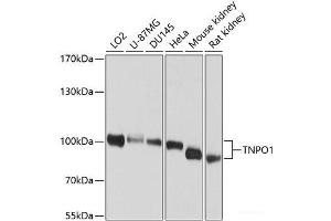 Western blot analysis of extracts of various cell lines using TNPO1 Polyclonal Antibody at dilution of 1:1000. (Transportin 1 Antikörper)