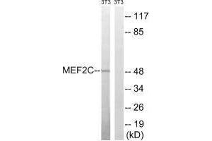 Western blot analysis of extracts from 3T3 cells, treated with starved (24hours), using MEF2C (Ab-396) antibody. (MEF2C Antikörper  (Ser396))