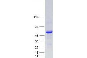 Validation with Western Blot (LPCAT2 Protein (Myc-DYKDDDDK Tag))