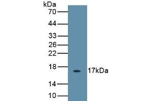 Detection of Recombinant IL5, Caprine using Polyclonal Antibody to Interleukin 5 (IL5)
