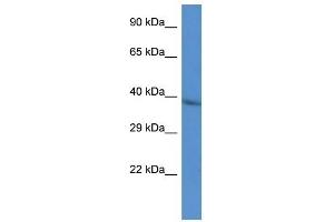 Western Blot showing CTSL2 antibody used at a concentration of 1 ug/ml against HepG2 Cell Lysate