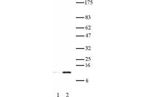 Histone H4K16ac antibody (pAb) tested by Western blot. (Histone H4 Antikörper  (acLys16))