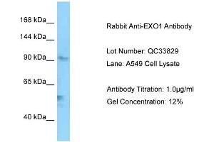 Host: Rabbit Target Name: EXO1 Sample Type: A549 Antibody Dilution: 1. (Exonuclease 1 Antikörper  (C-Term))