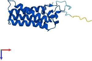 ORMDL2 Protein (AA 1-153) (His tag)