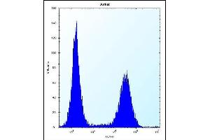 RNF11 Antibody (Center) (ABIN656832 and ABIN2846041) flow cytometric analysis of Jurkat cells (right histogram) compared to a negative control cell (left histogram). (RNF11 Antikörper  (AA 64-90))