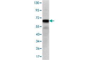 Western blot analysis using PTH1R monoclonal antobody, clone 4D2  against PTH1R-hIgGFc transfected HEK293 cell lysate.