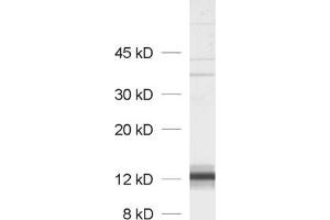 dilution: 1 : 1000, sample: P2 of rat pankreas (SYCN Antikörper)