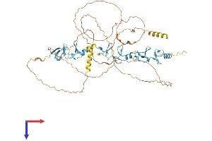 AJUBA Protein (AA 1-547) (His tag)