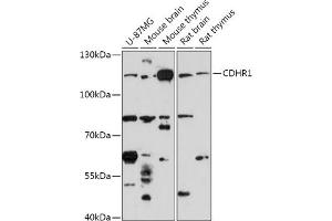 Western blot analysis of extracts of various cell lines, using CDHR1 antibody (ABIN7269730) at 1:1000 dilution.