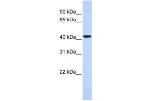 HAVCR1 antibody used at 1 ug/ml to detect target protein.