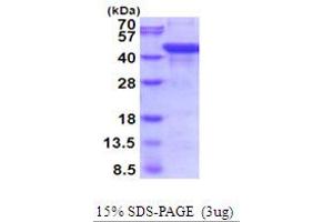 SDS-PAGE (SDS) image for Aspartylglucosaminidase (AGA) (AA 24-346) protein (His tag) (ABIN5854092)