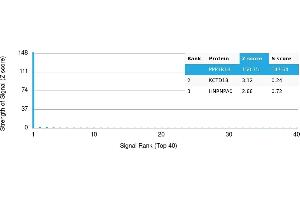 Protein Array (PAr) image for anti-Protein Phosphatase 1, Regulatory (Inhibitor) Subunit 1B (PPP1R1B) antibody (ABIN7456007) (DARPP32 Antikörper)