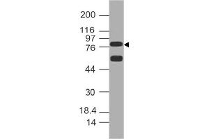 Image no. 1 for anti-delta-Like 1 (DLL1) (AA 506-714) antibody (ABIN5027155) (DLL1 Antikörper  (AA 506-714))