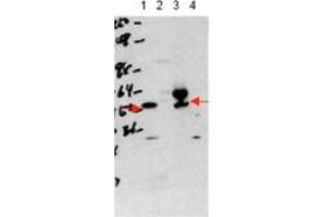 Image no. 1 for anti-Thyroid Hormone Receptor, alpha (THRA) (N-Term) antibody (ABIN300068) (THRA Antikörper  (N-Term))