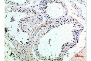 Immunohistochemical analysis of paraffin-embedded human-testis, antibody was diluted at 1:200 (PMCH Antikörper  (AA 112-161))