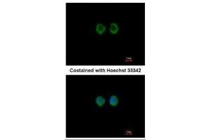 ICC/IF Image Immunofluorescence analysis of methanol-fixed A549, using RAGE, antibody at 1:100 dilution.