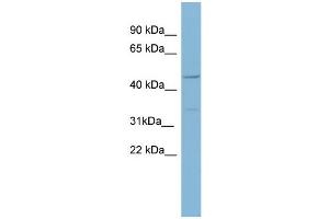 WB Suggested Anti-MATN1  Antibody Titration: 0. (MATN1 Antikörper  (Middle Region))