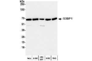 Western Blotting (WB) image for anti-GTPase Activating Protein (SH3 Domain) Binding Protein 1 (G3BP1) (AA 275-325) antibody (ABIN7450265) (G3BP1 Antikörper  (AA 275-325))