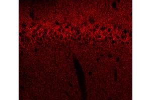 Indirect immunostaining of a rat hippocampus section fixed with 4 % PFA and 15 % picric acid (dilution 1 : 500). (GABRB1 Antikörper  (AA 342-430))
