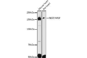 Western blot analysis of extracts of various cell lines, using REST/NRSF antibody (ABIN6133458, ABIN6146870, ABIN6146872 and ABIN6222980) at 1:500 dilution. (REST Antikörper  (AA 760-1060))