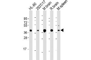 ALDOC Antibody (C-term) (ABIN1882192 and ABIN2843477) western blot analysis in HL-60,293 cell line and mouse brain,spleen lysates (35 μg/lane). (ALDOC Antikörper)