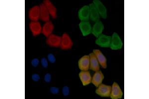 ABIN7096269 and ABIN7100331 staining Hela cells(45 min of heat-shock treatment) by IF/ICC. (SHCBP1L Antikörper)