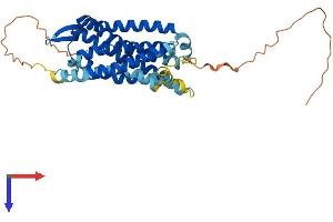 CCR2 Protein (AA 1-374) (His tag)