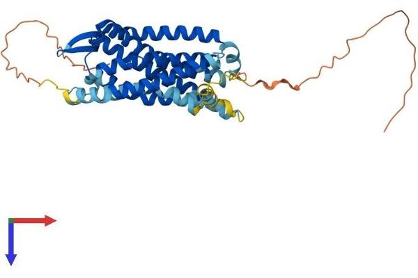 CCR2 Protein (AA 1-374) (His tag)