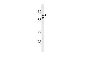 KLHL38 Antibody (N-term) (ABIN1539592 and ABIN2848515) western blot analysis in Hela cell line lysates (35 μg/lane). (KLHL38 Antikörper  (N-Term))