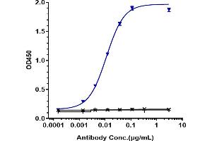 Immobilized human FRa His at 2 μg/mL can bind Anti-FOLR1 / FRA Reference Antibody (mirvetuximab), EC50=0.