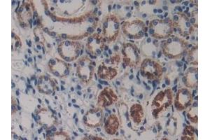 Detection of LAMb3 in Mouse Kidney Tissue using Polyclonal Antibody to Laminin Beta 3 (LAMb3) (Laminin beta 3 Antikörper  (AA 367-568))