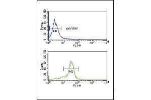 MSRA Antibody (N-term) (ABIN391489 and ABIN2841456) flow cytometric analysis of MDA-M cells (bottom histogram) compared to a negative control cell (top histogram). (MSRA Antikörper  (N-Term))