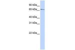 Image no. 1 for anti-Kelch-Like 26 (KLHL26) (N-Term) antibody (ABIN6742846) (KLHL26 Antikörper  (N-Term))