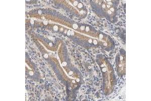 Immunohistochemical staining of human duodenum with FLJ22374 polyclonal antibody  shows moderate cytoplasmic positivity in glandular cells at 1:50-1:200 dilution. (FAM188B Antikörper)