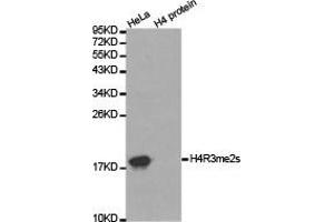 Western blot analysis of extracts of HeLa cell line and H4 protein expressed in E. (Histone 3 Antikörper  (2meArg3))