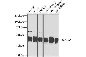 Western blot analysis of extracts of various cell lines, using MA antibody (ABIN6132330, ABIN6143574, ABIN6143575 and ABIN6224497) at 1:1000 dilution. (MAT2A Antikörper  (AA 1-395))