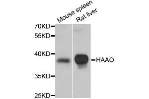 Western blot analysis of extracts of various cell lines, using HAAO antibody (ABIN5972601) at 1:3000 dilution.