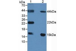 Figure. (FABP9 Antikörper  (AA 1-132))