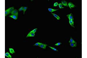 Immunofluorescent analysis of Hela cells using ABIN7151743 at dilution of 1:100 and Alexa Fluor 488-congugated AffiniPure Goat Anti-Rabbit IgG(H+L) (LIPG Antikörper  (AA 360-500))