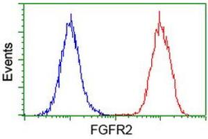 Flow cytometric Analysis of Hela cells, using anti-FGFR2 antibody (ABIN2454529), (Red), compared to a nonspecific negative control antibody, (Blue). (FGFR2 Antikörper)