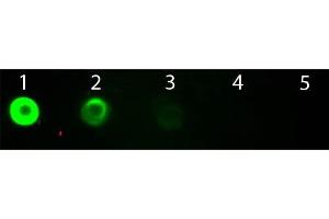 Dot Blot of Goat anti-Bovine IgG Fab2 Antibody Fluorescein Conjugated. (Ziege anti-Rind (Kuh) IgG (F(ab')2 Region) Antikörper (FITC) - Preadsorbed)