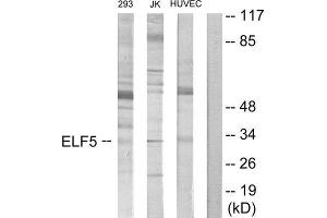 Western Blotting (WB) image for anti-E74-Like Factor 5 (Ets Domain Transcription Factor) (ELF5) (C-Term) antibody (ABIN1850076) (ELF5 Antikörper  (C-Term))