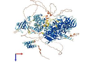 DNMT1 Protein (AA 1-1620) (His tag)