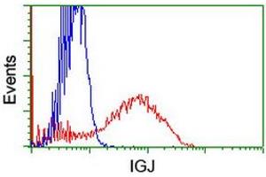 HEK293T cells transfected with either RC207932 overexpress plasmid (Red) or empty vector control plasmid (Blue) were immunostained by anti-IGJ antibody (ABIN2455473), and then analyzed by flow cytometry. (IGJ Antikörper)