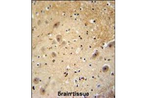 WDSOF1 antibody immunohistochemistry analysis in formalin fixed and paraffin embedded human brain tissue followed by peroxidase conjugation of the secondary antibody and DAB staining. (DCAF13 Antikörper  (C-Term))