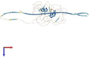 CUX1 Protein (AA 1-1515) (His tag)