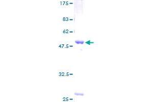 LYPLA1 Protein (AA 1-230) (GST tag)