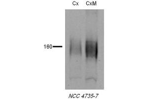 Western blot analysis of Rat tissue lysates showing detection of NCC protein using Rabbit Anti-NCC Polyclonal Antibody . (SLC12A3 Antikörper  (AA 74-95) (Biotin))
