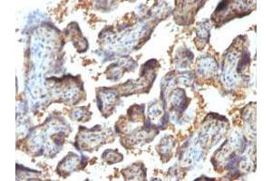 Immunohistochemical staining (Formalin-fixed paraffin-embedded sections) of human placenta with LGALS13 monoclonal antibody, clone PP13/1164 . (LGALS13 Antikörper  (AA 23-134))